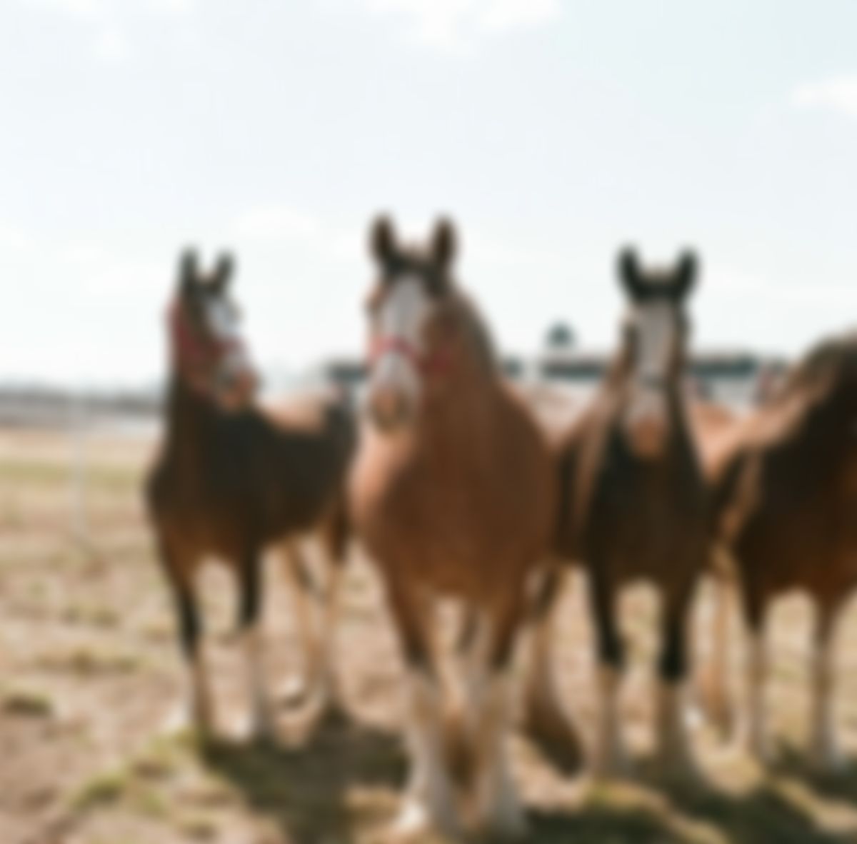 Image post by @WarmSpringRanch on Twitter