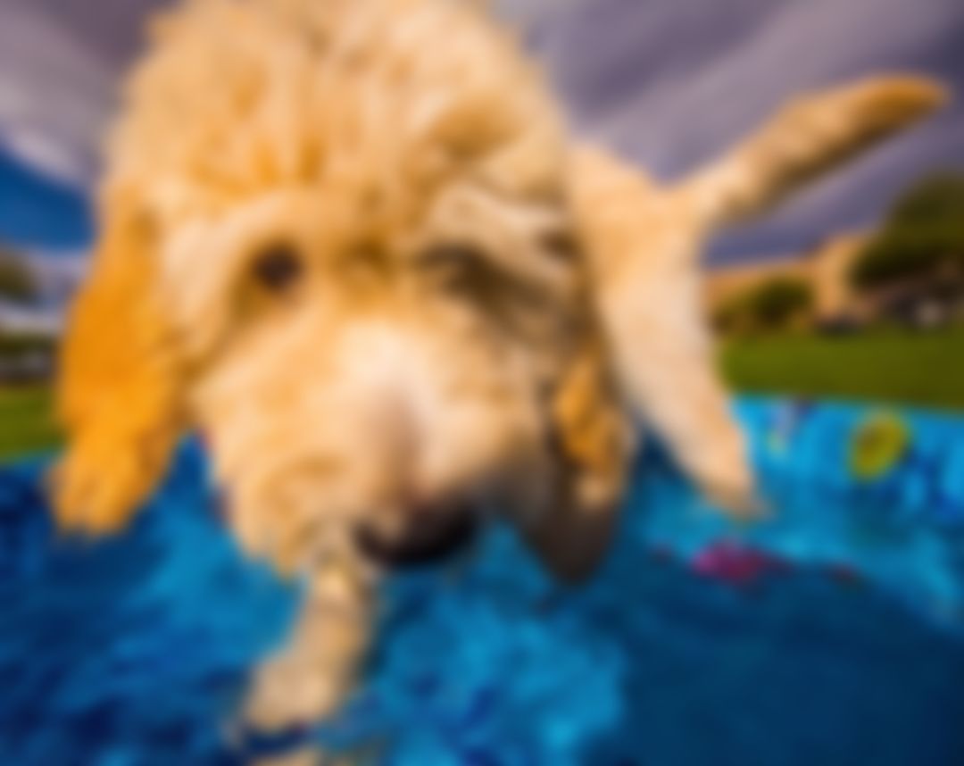 Image post by @ariannagrainey on Instagram