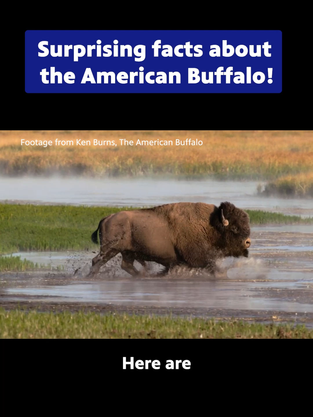 Video post by @pbs on TikTok