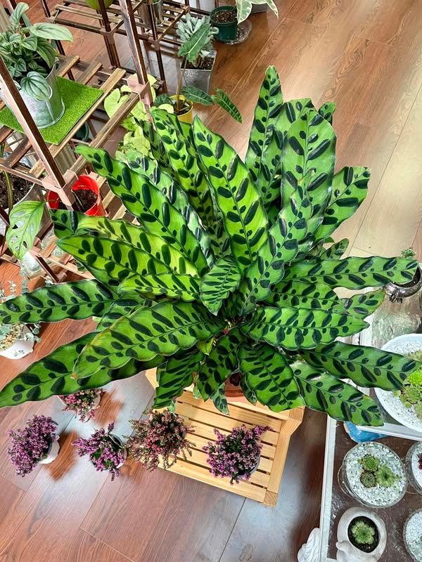 Image post by @rabbittransit on Facebook