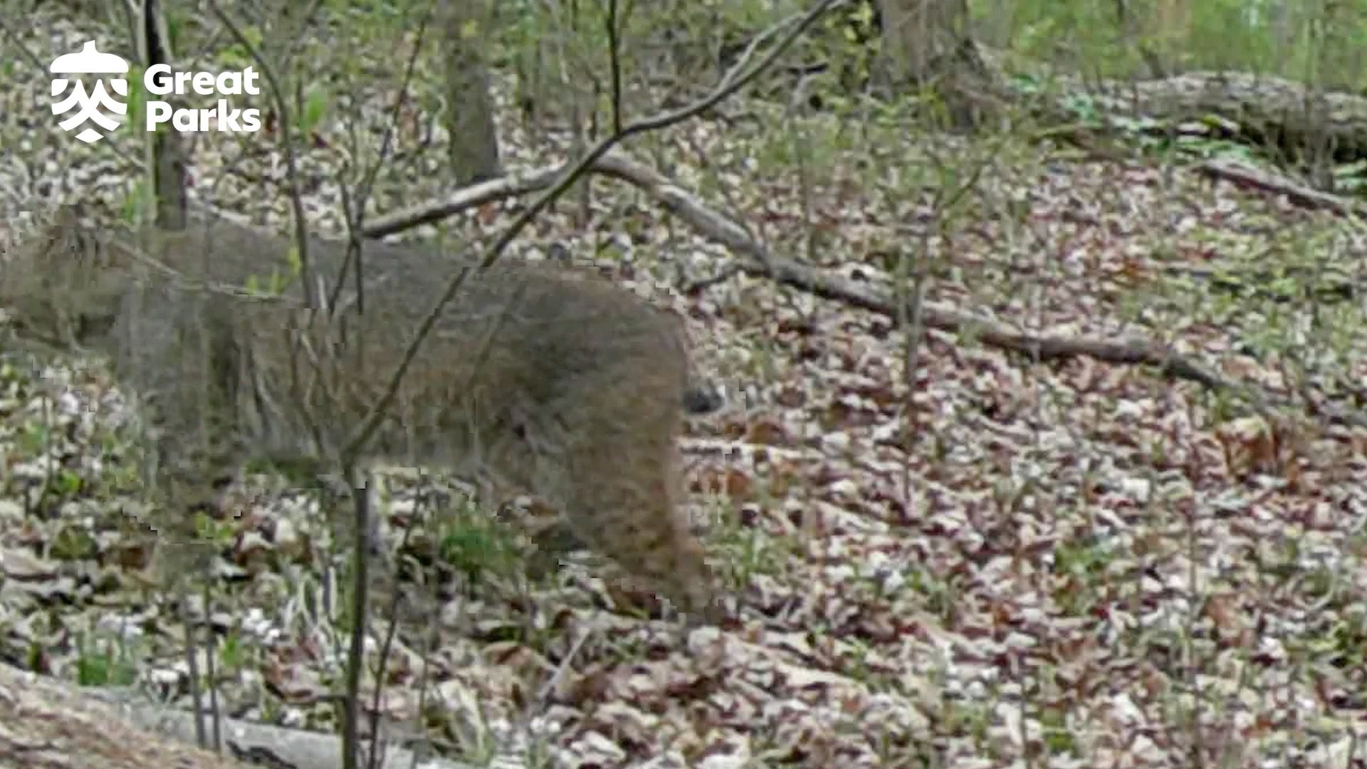 Video post by @GreatParksHC on Facebook