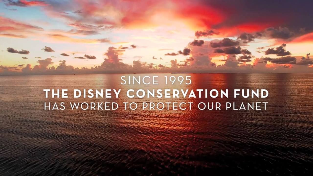 Video post by @DisneyConservation on Facebook