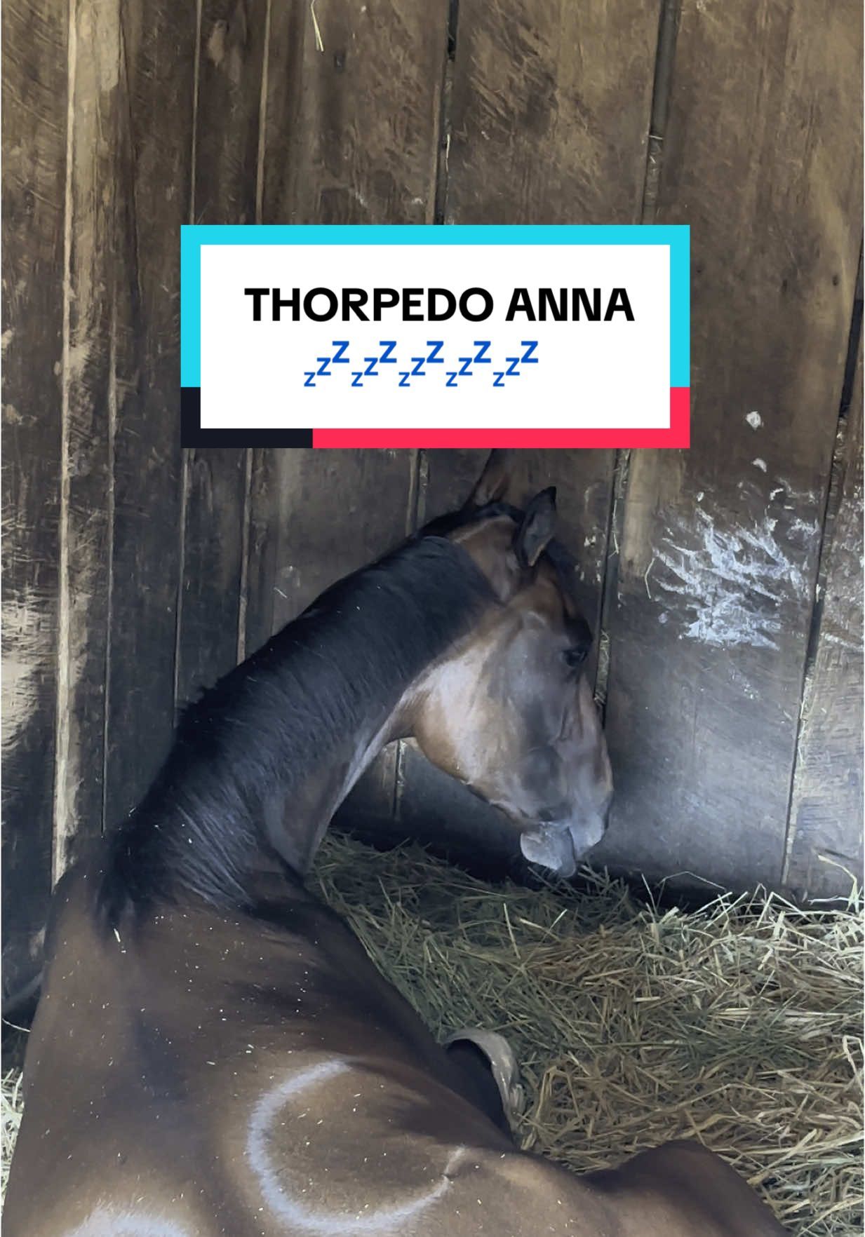 Video post by @kentuckyderby on TikTok