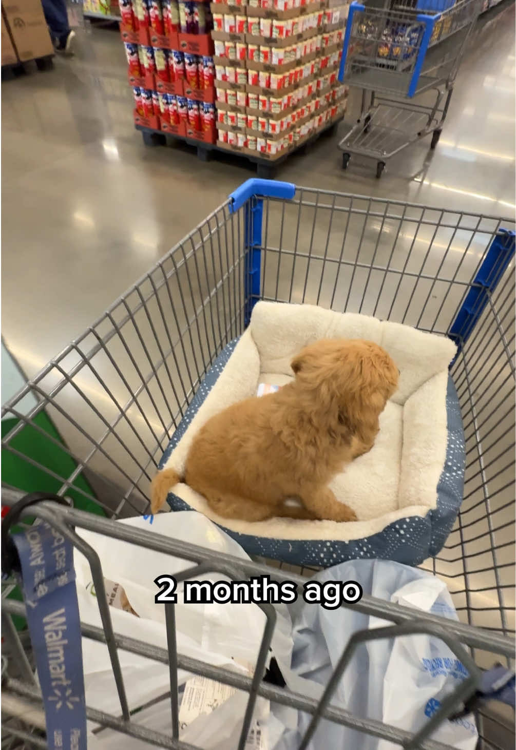 Video post by @timhofacker on TikTok