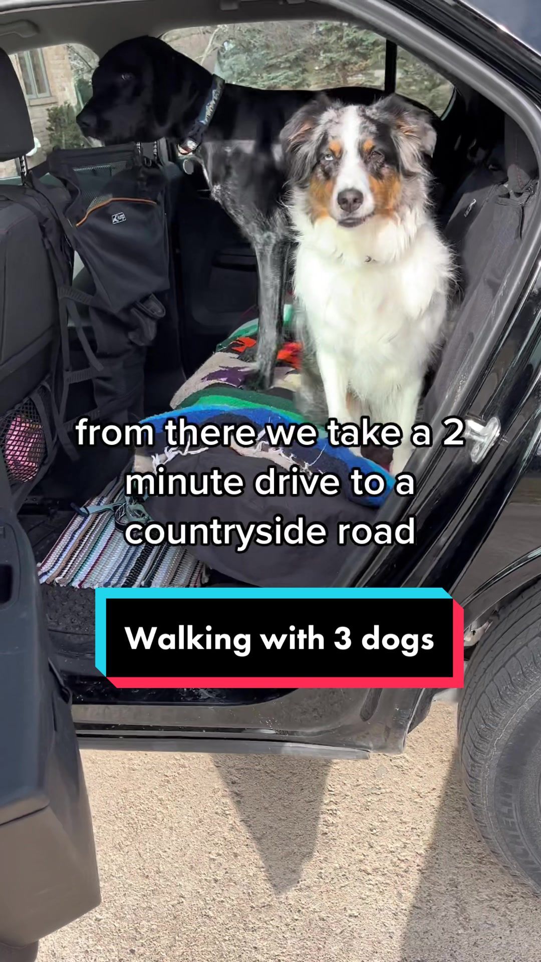 Video post by @mywildiris_ on TikTok