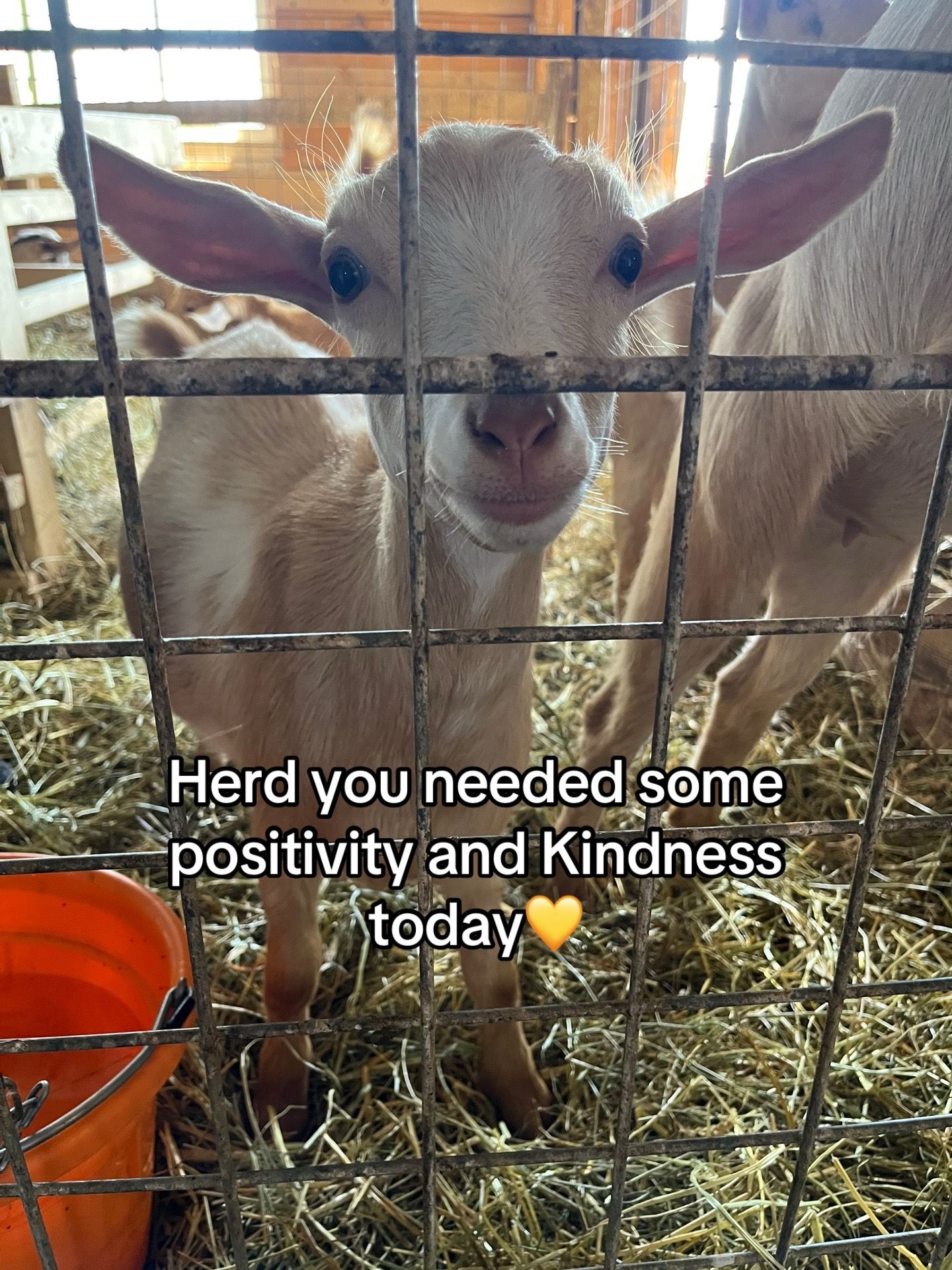 Video post by @beekman1802 on TikTok