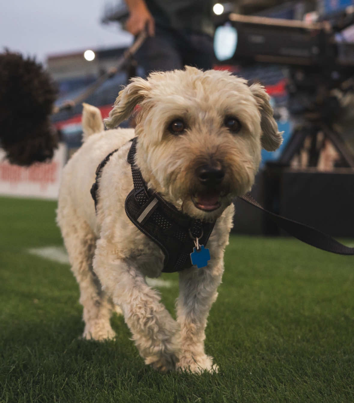 Video post by @theChicagoStars on TikTok