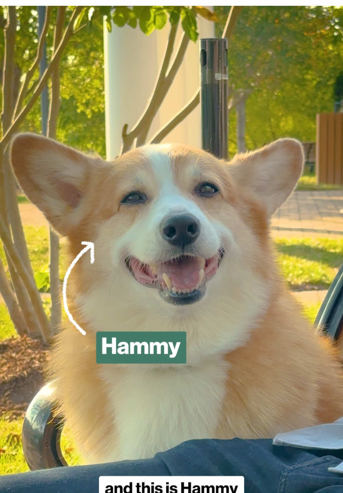 Video post by @hammyandolivia on TikTok