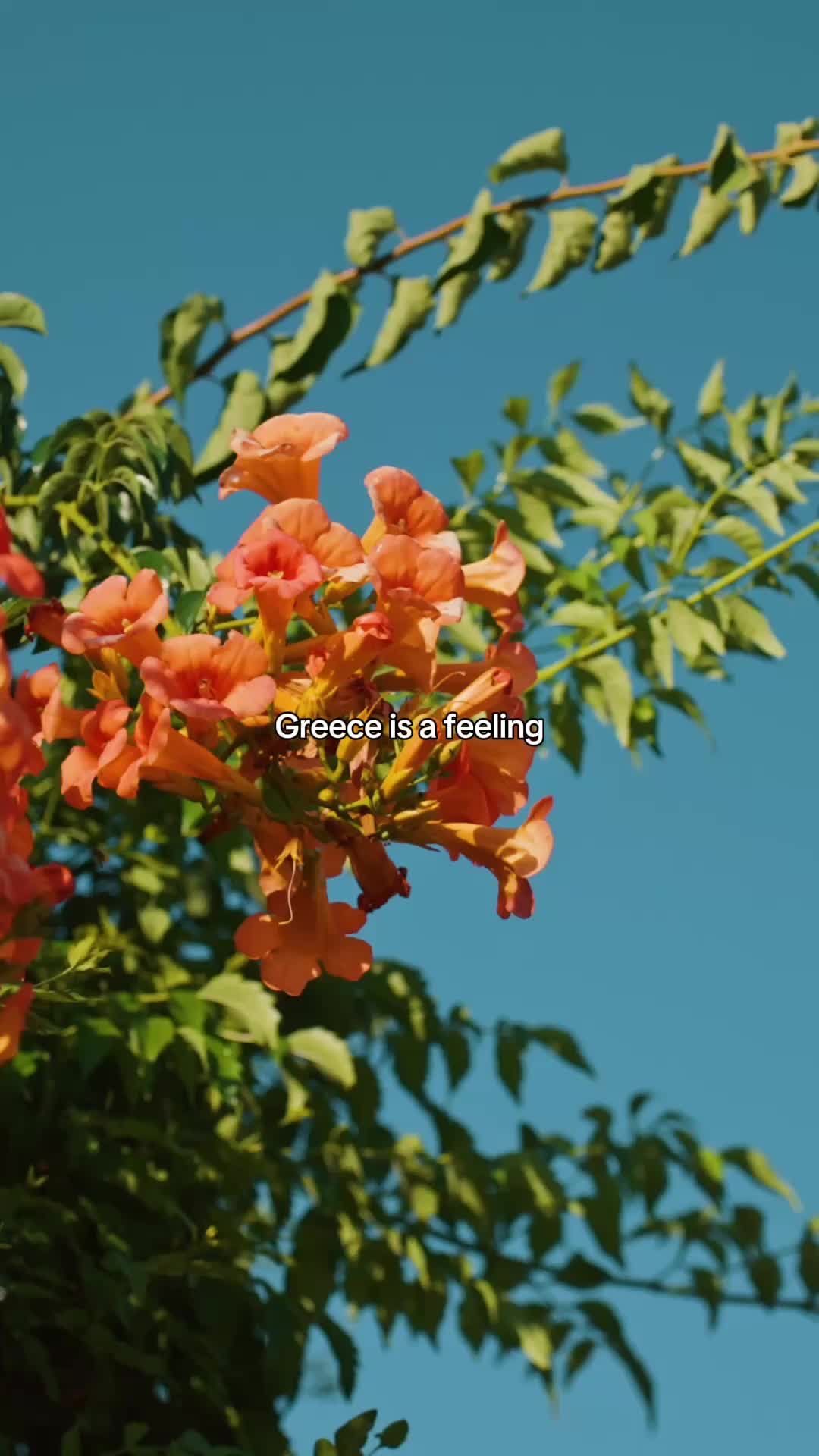 Video post by @hilton on TikTok