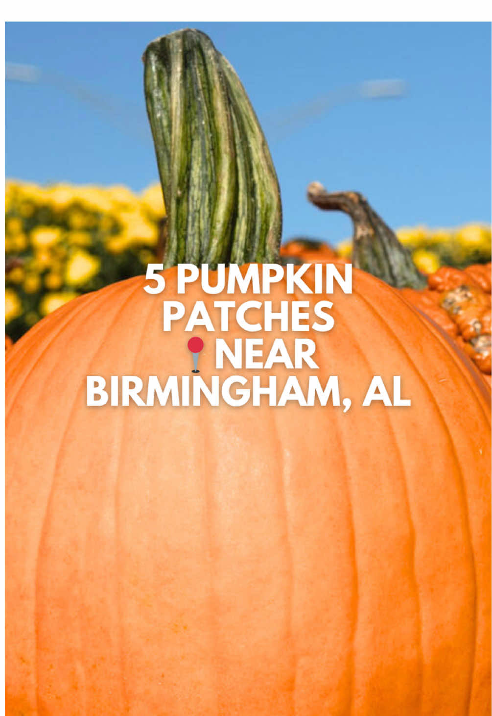 Video post by @bhamnow on TikTok