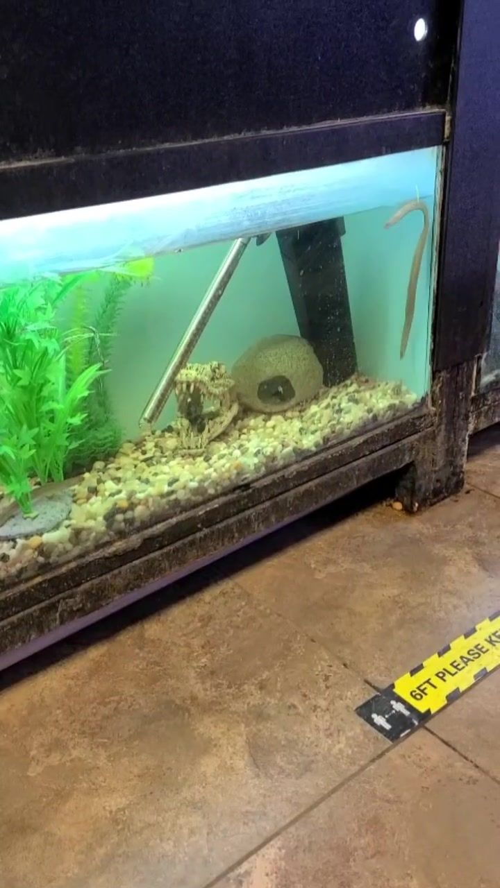 Video post by @lizzyshmizzy on TikTok