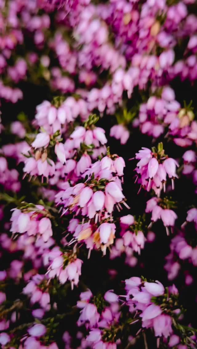 Video post by @henargomezphotography on Facebook