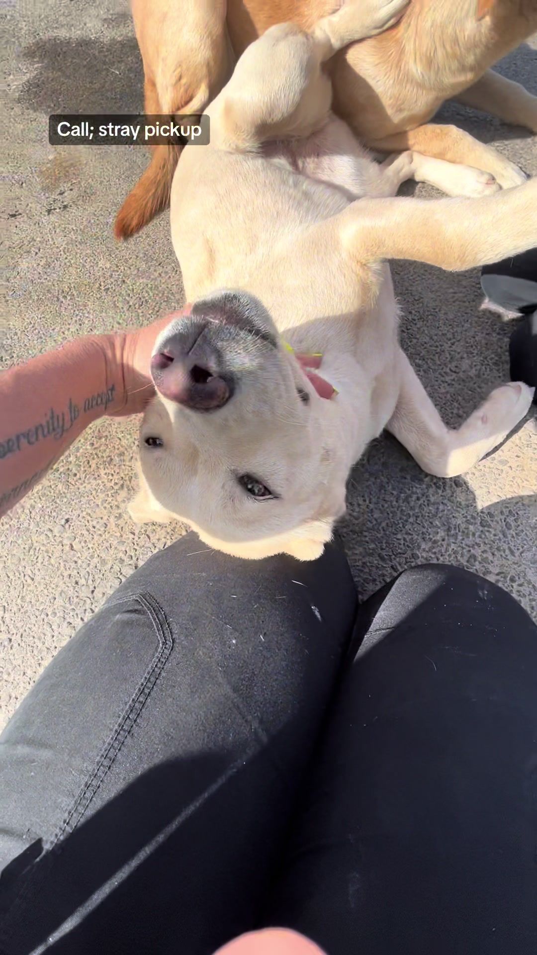 Video post by @acoalcorn on TikTok