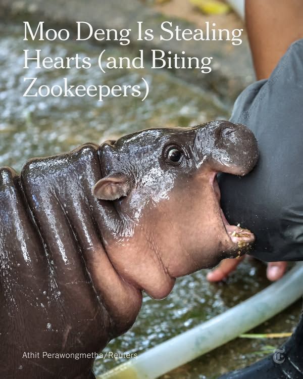 Image post by @nytimes on Facebook