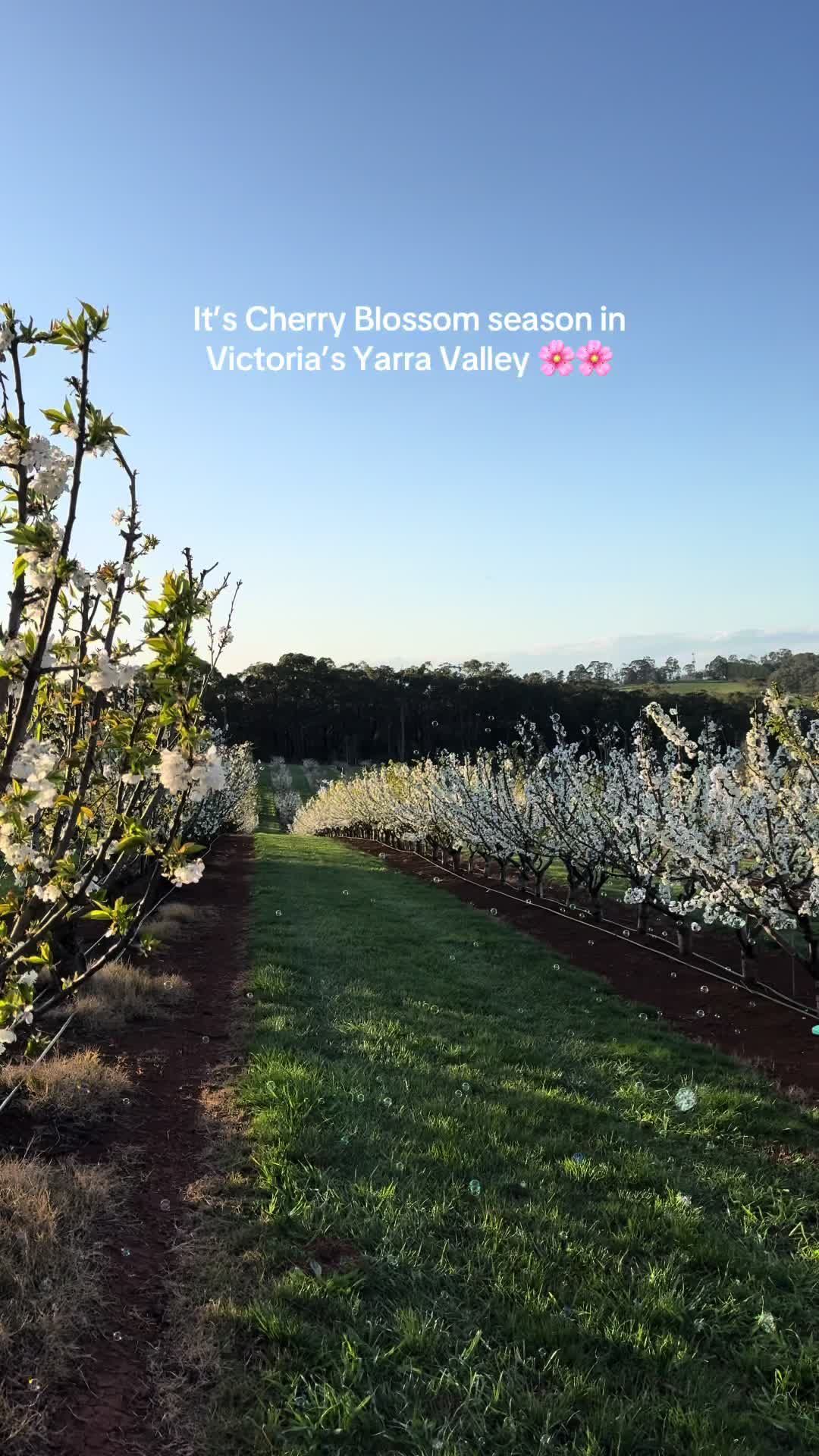 Video post by @visitmelbourne on TikTok