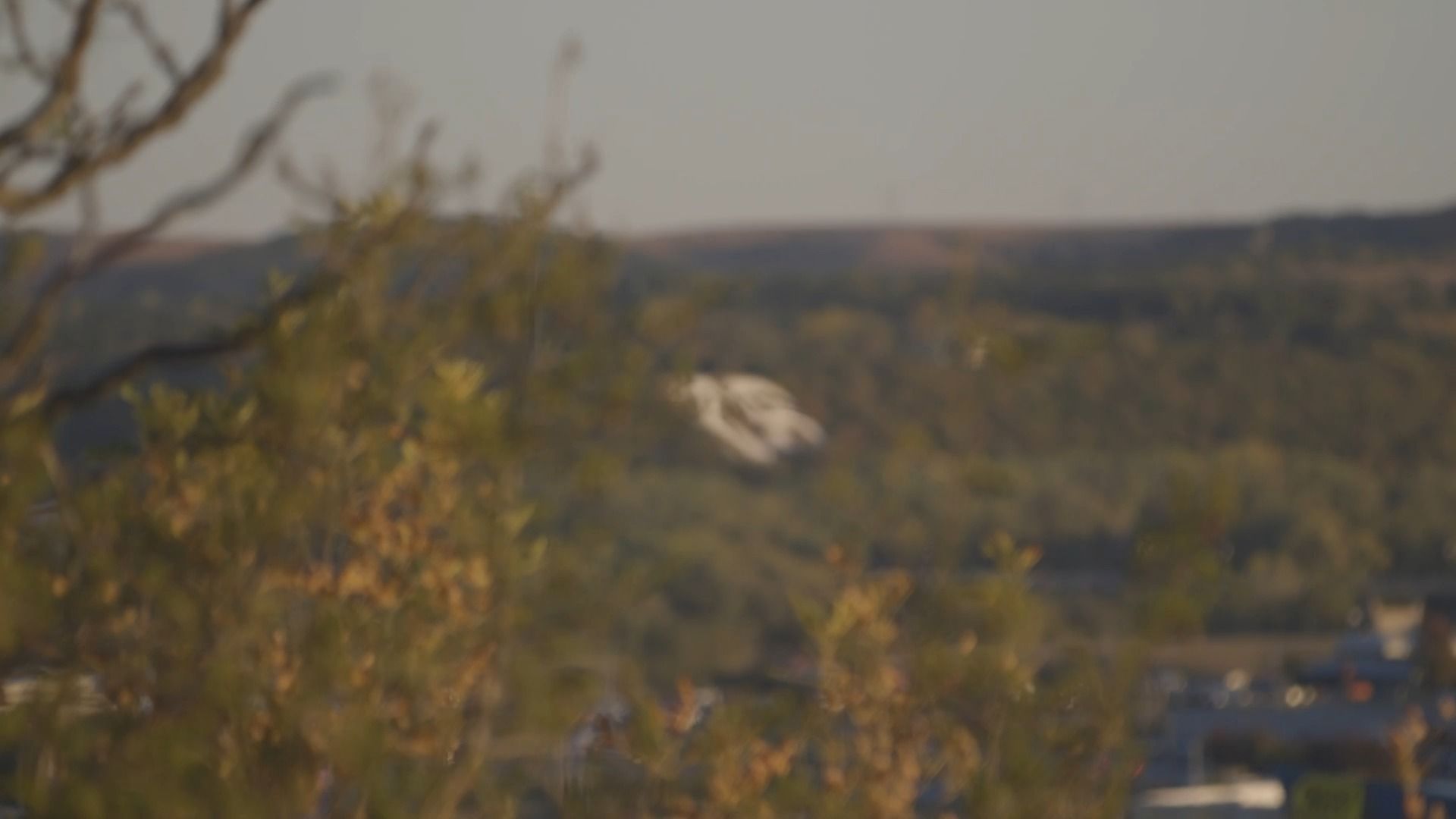 Video post by @KState on Facebook