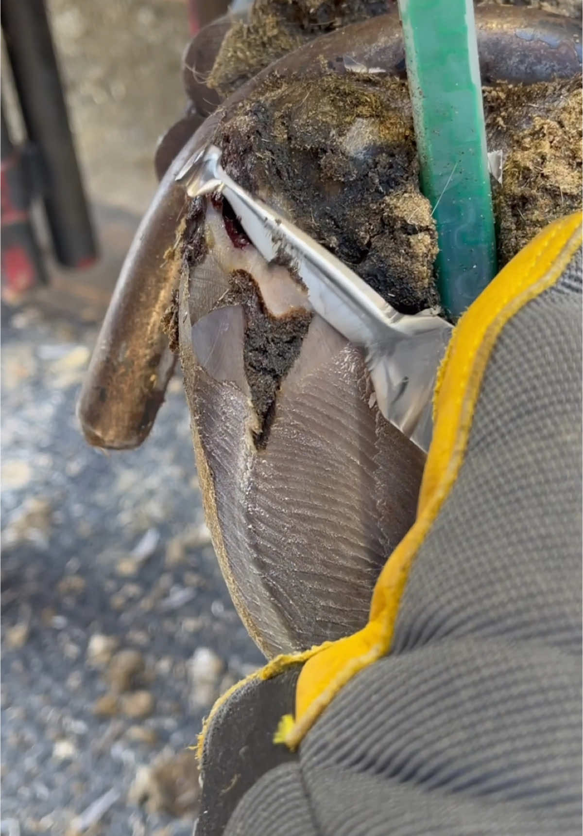 Video post by @natethehoofguy on TikTok