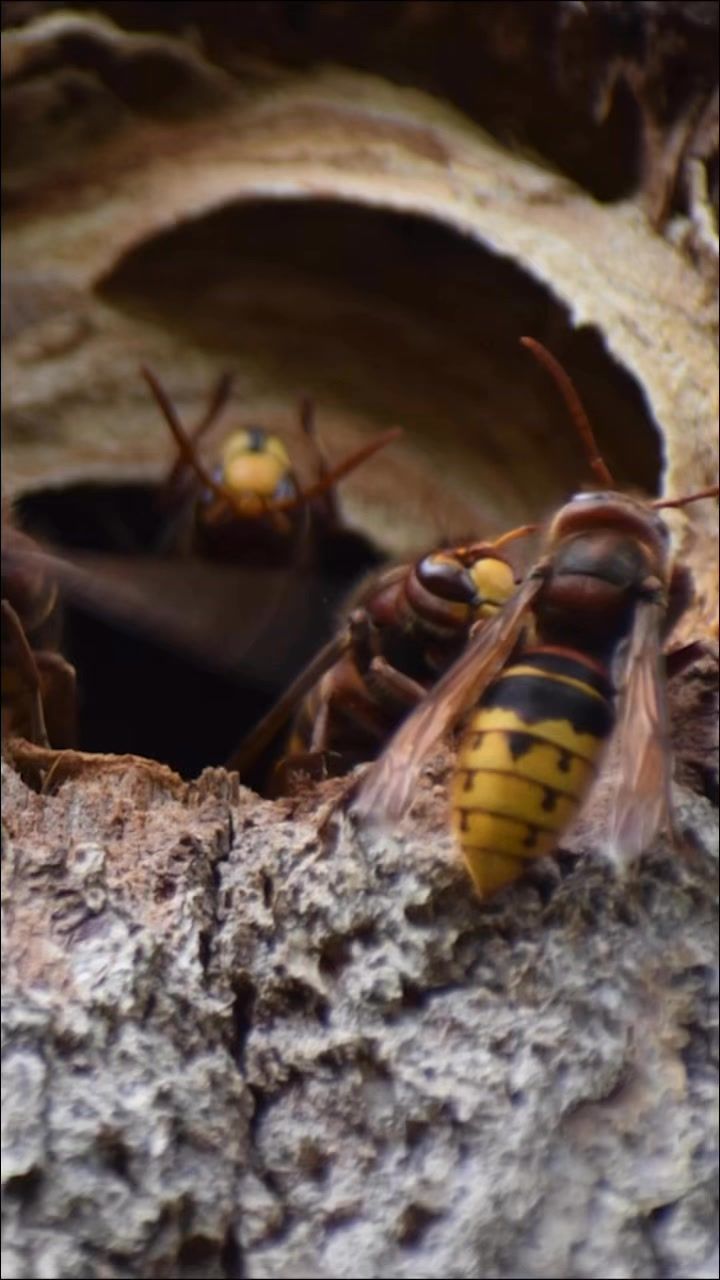 Video post by @bugbustersusa on Facebook