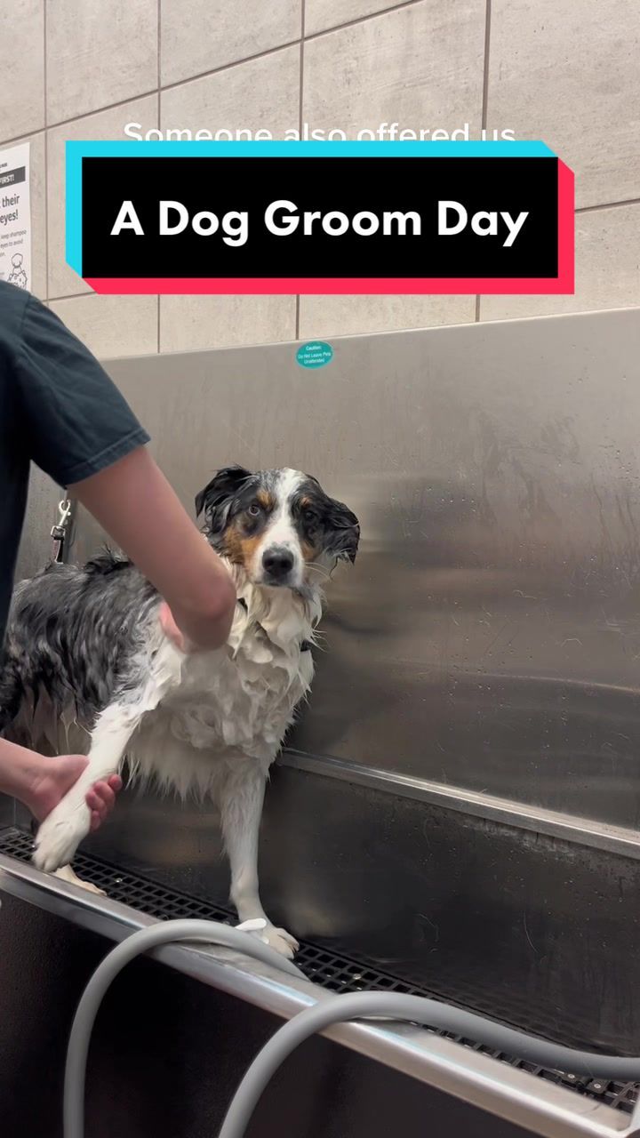 Video post by @mywildiris_ on TikTok