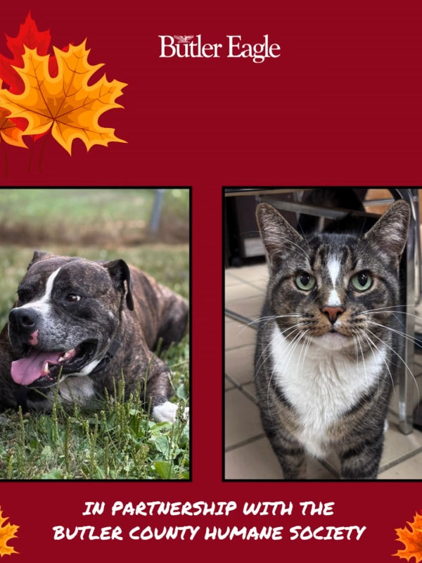 Video post by @butlereagle on TikTok