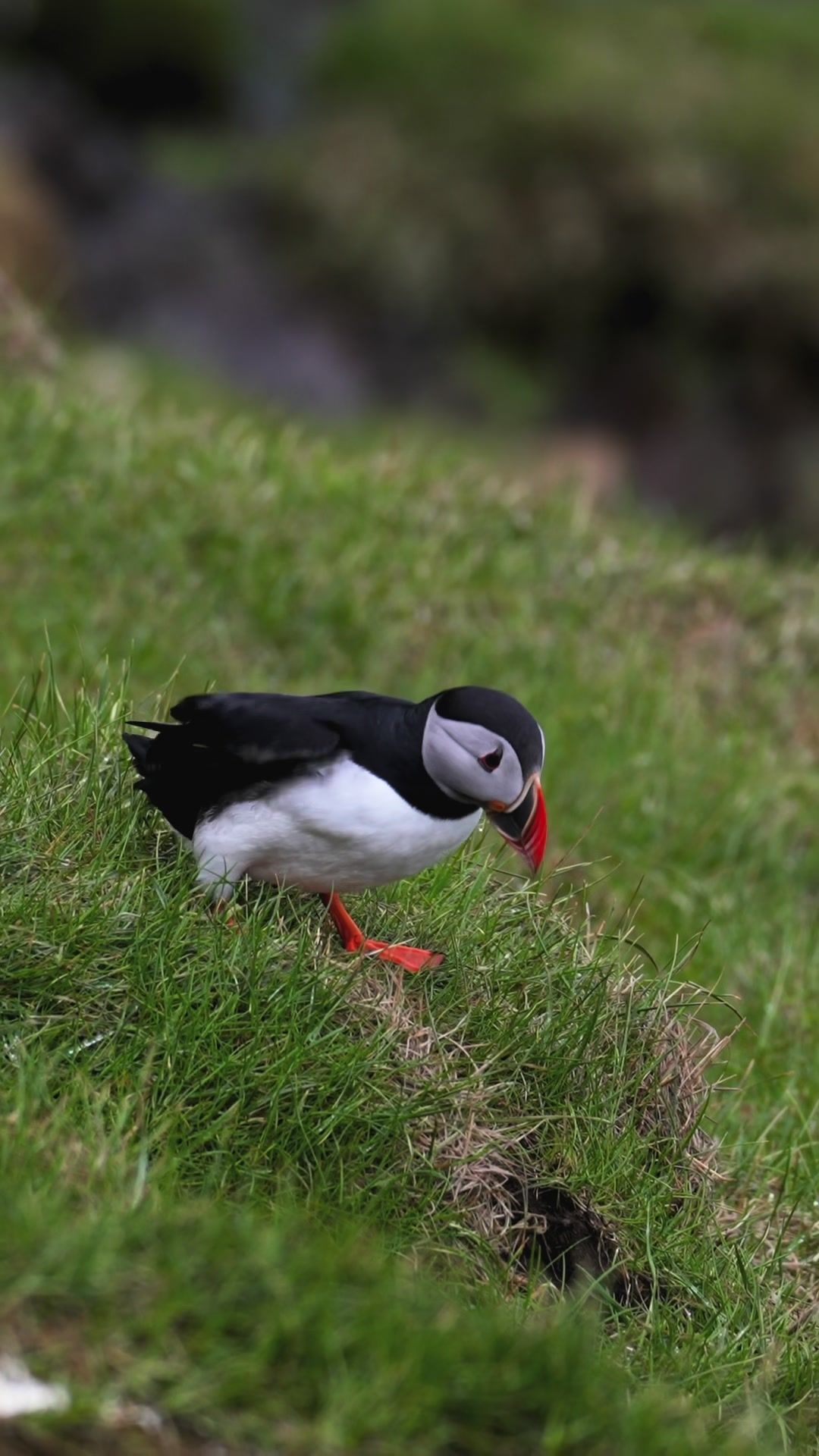 Video post by @drewpeden on TikTok