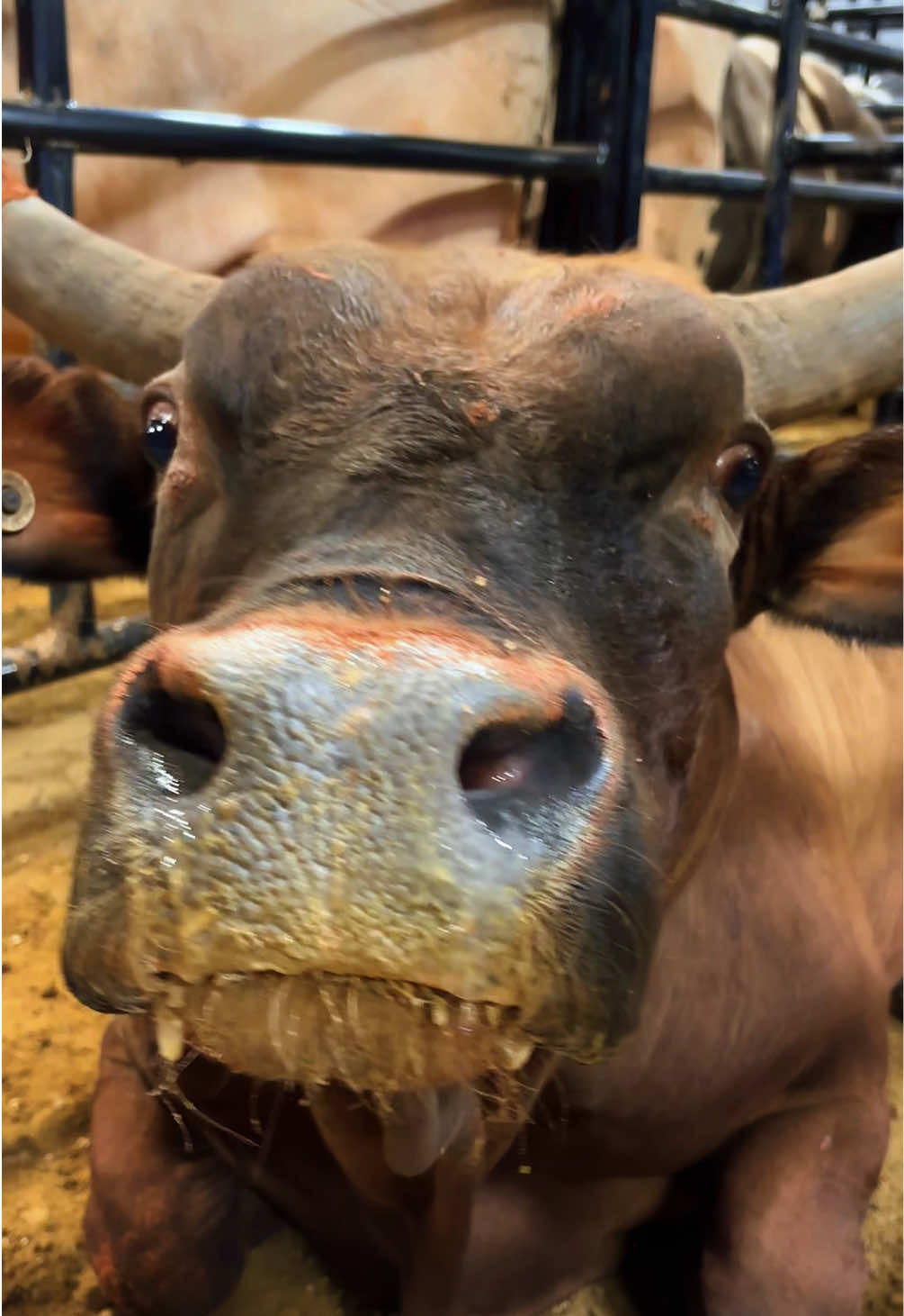 Video post by @pbr on TikTok