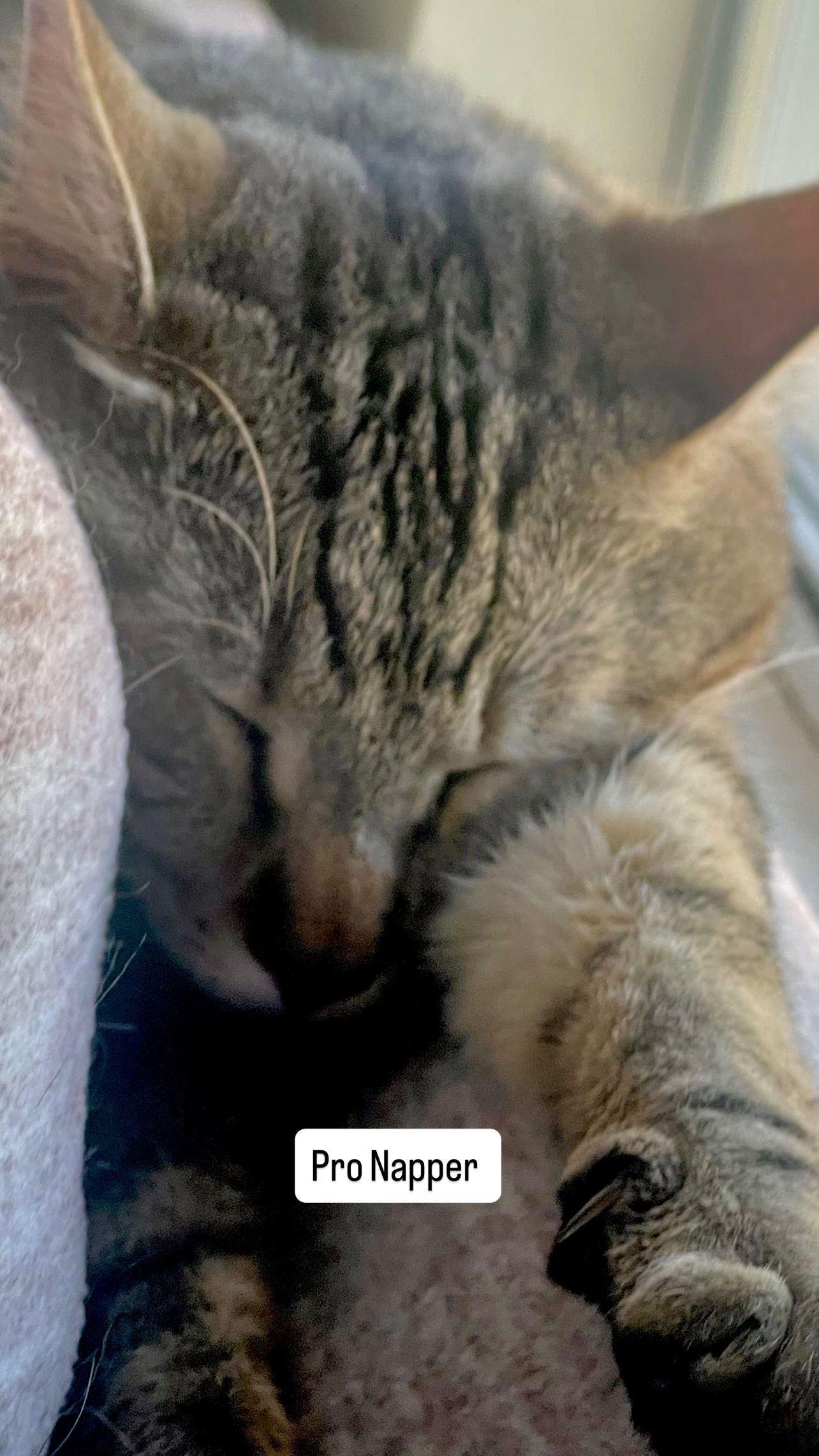 Video post by @tiojefesports on Facebook