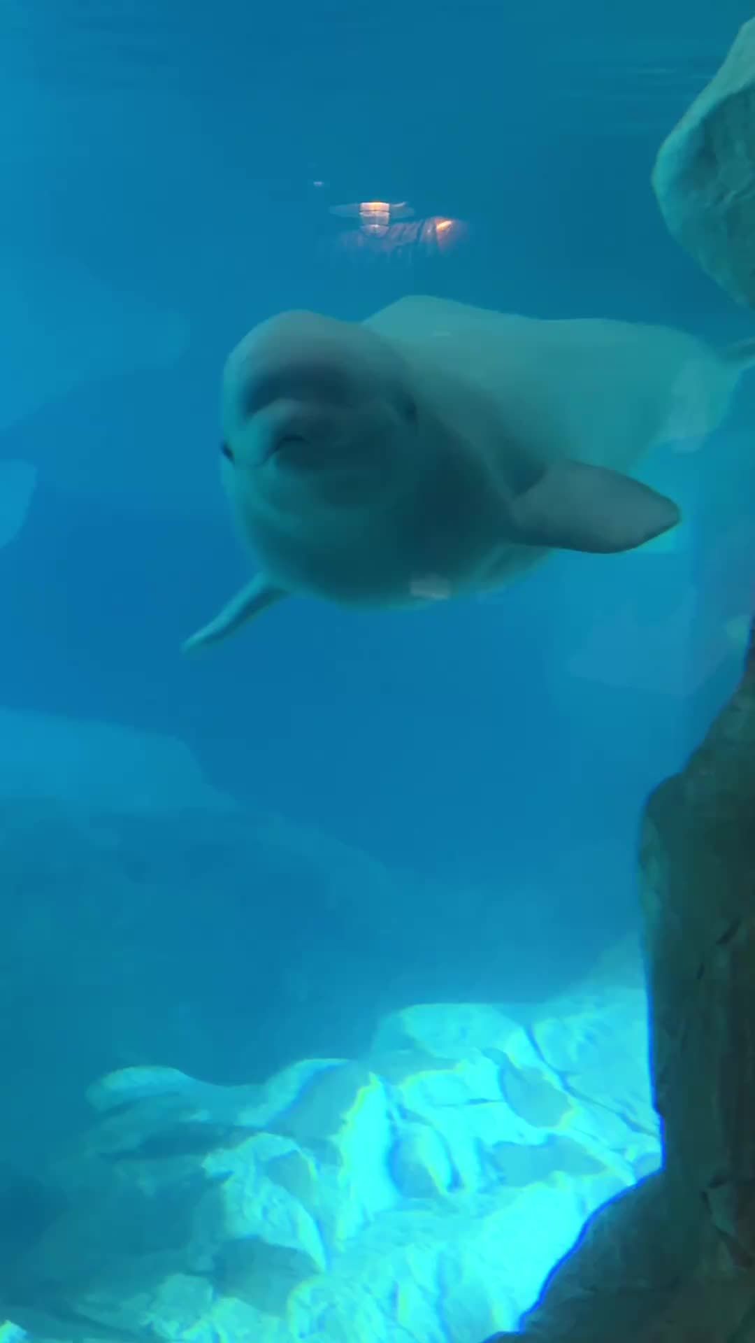 Video post by @experiencekissimmee on TikTok