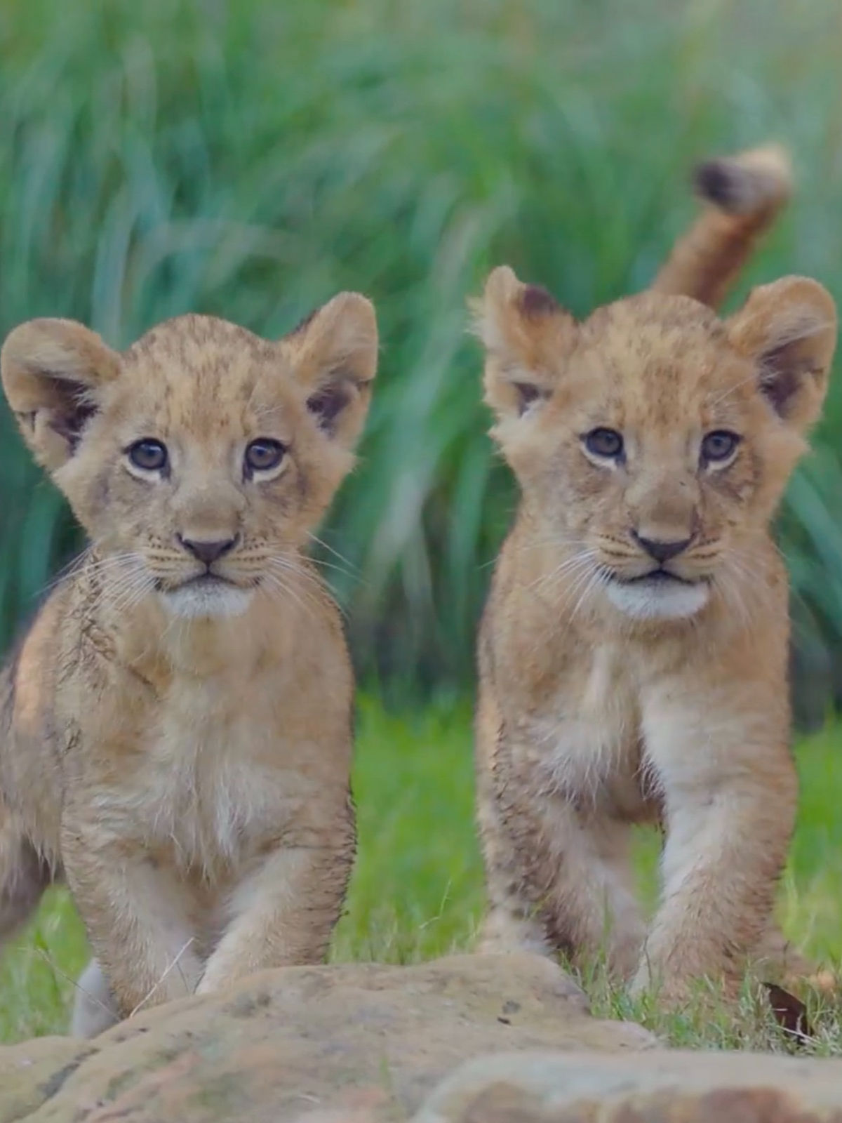 Video post by @foxweather on TikTok