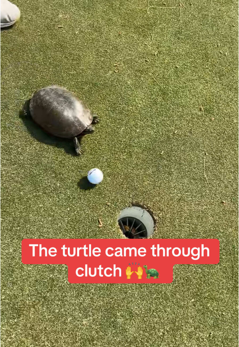 Video post by @whistle on TikTok