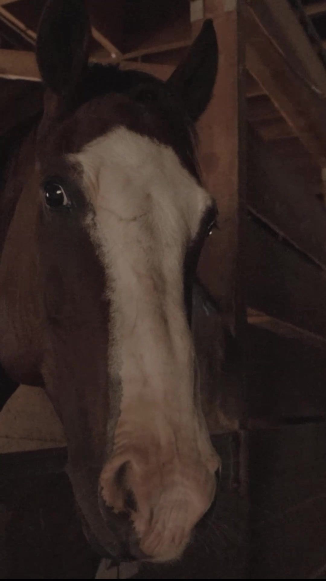 Video post by @prca_prorodeo on TikTok