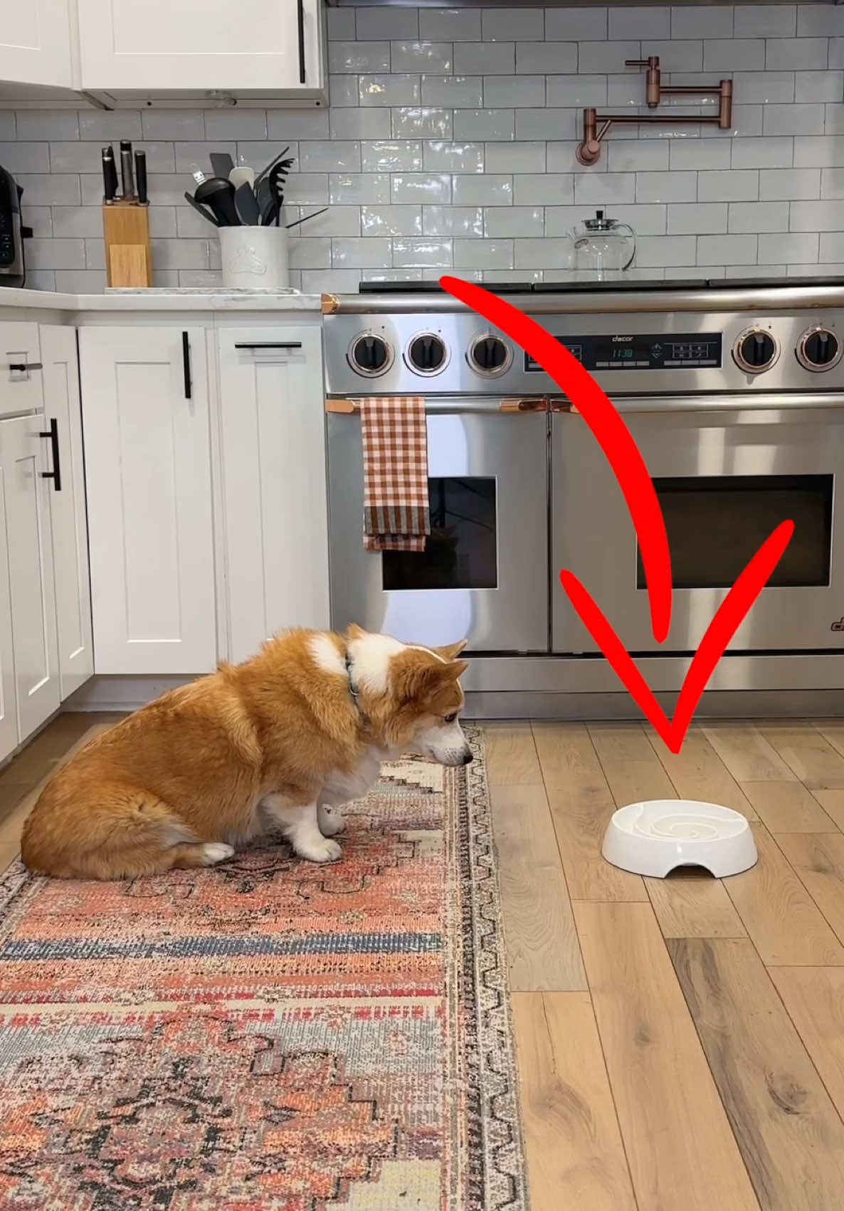 Video post by @hammyandolivia on TikTok