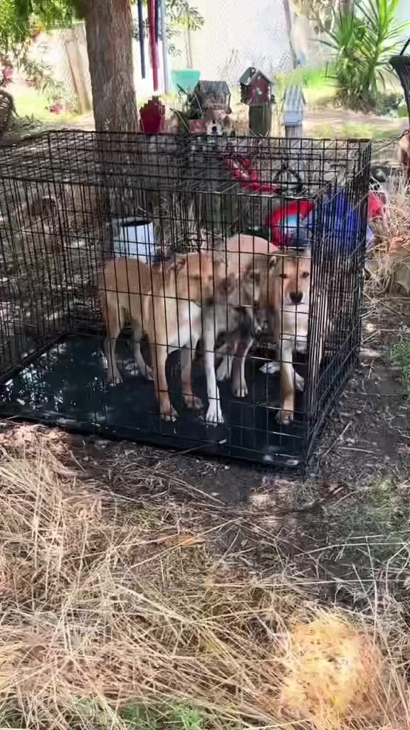 Video post by @acoalcorn on TikTok