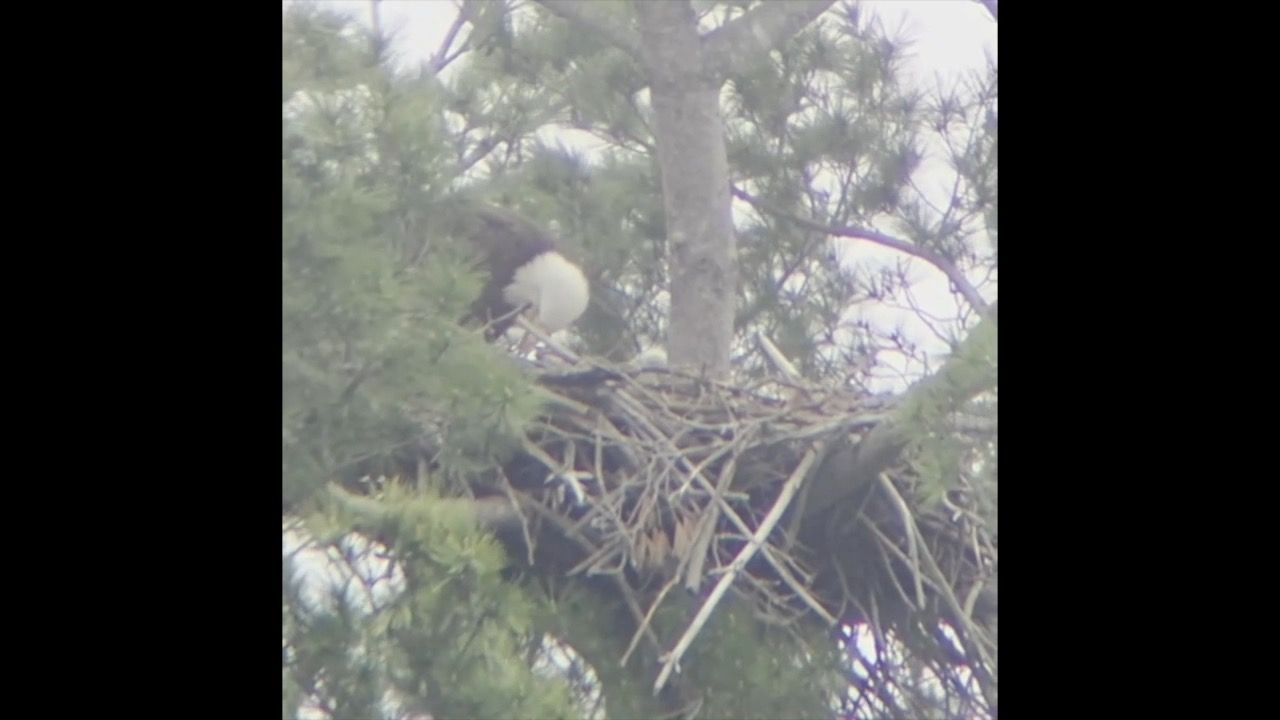 Video post by @GreatParksHC on Facebook