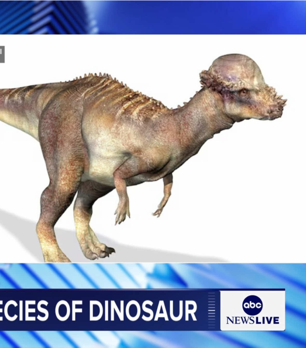 Video post by @abcnewslive on TikTok