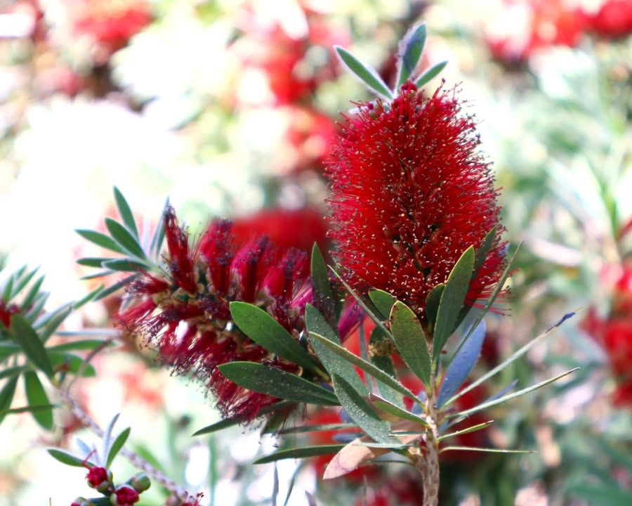 Image post by @UNLVAlumni on Facebook