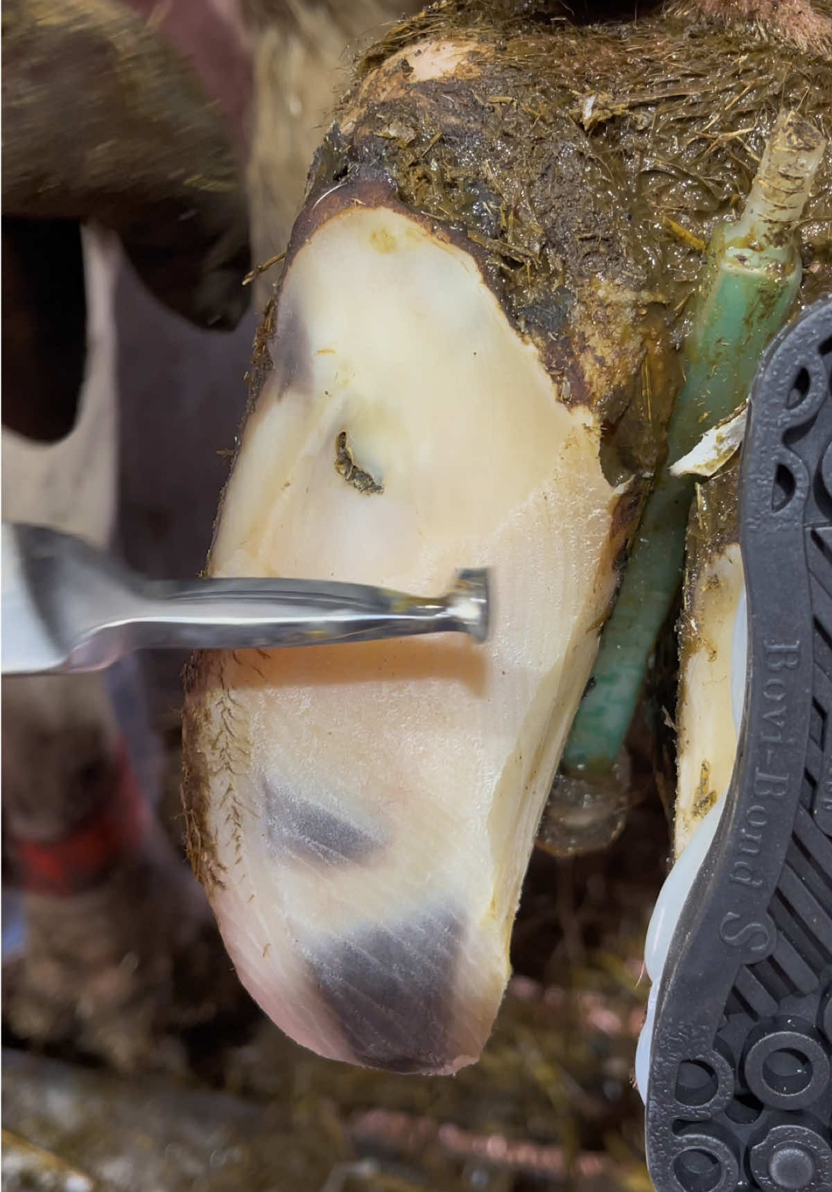 Video post by @natethehoofguy on TikTok