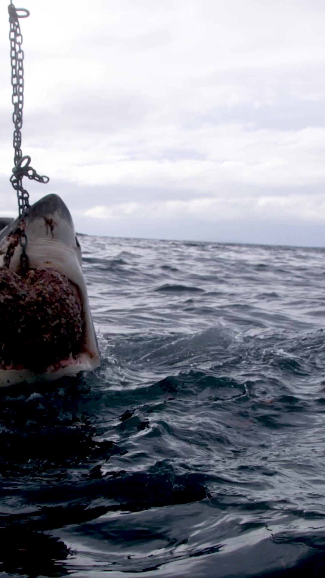 Video post by @discovery on TikTok