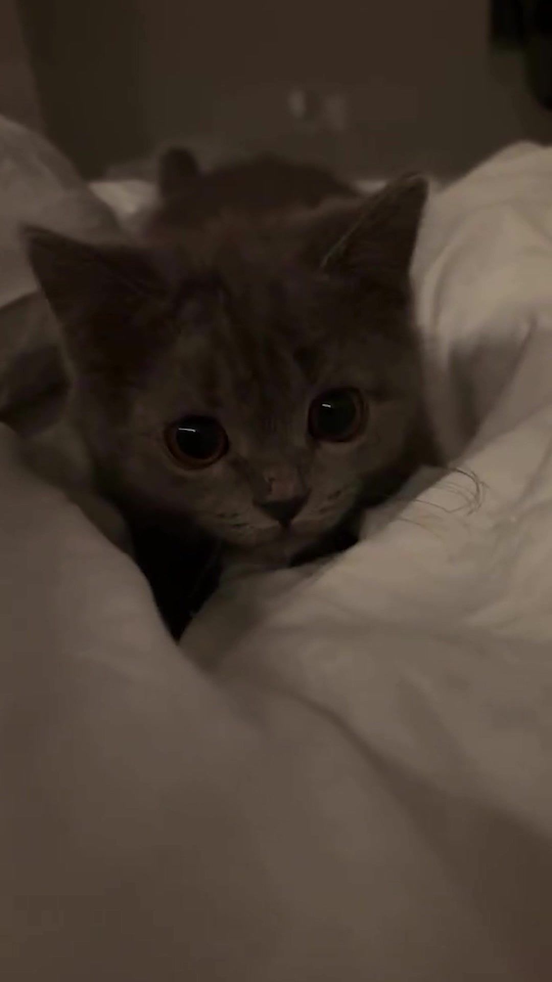 Video post by @elgatozz_ on TikTok