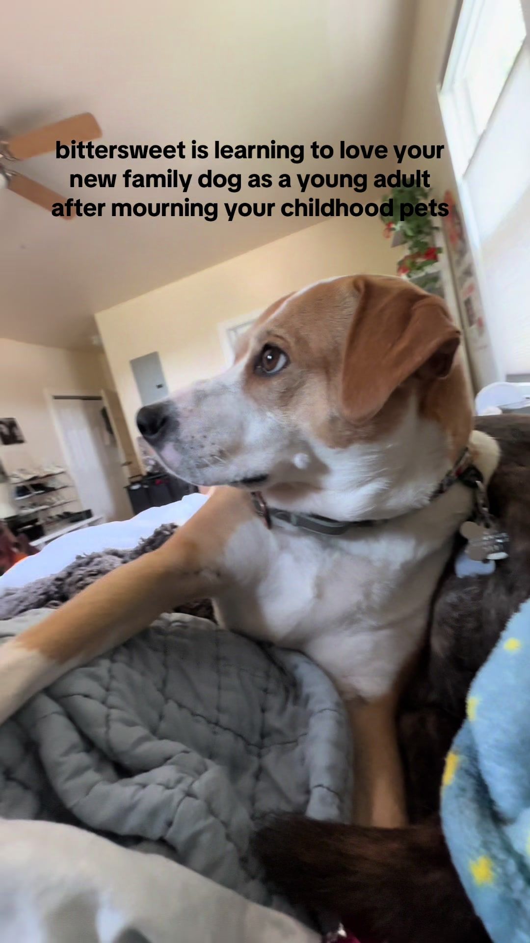 Video post by @gentlegloom on TikTok