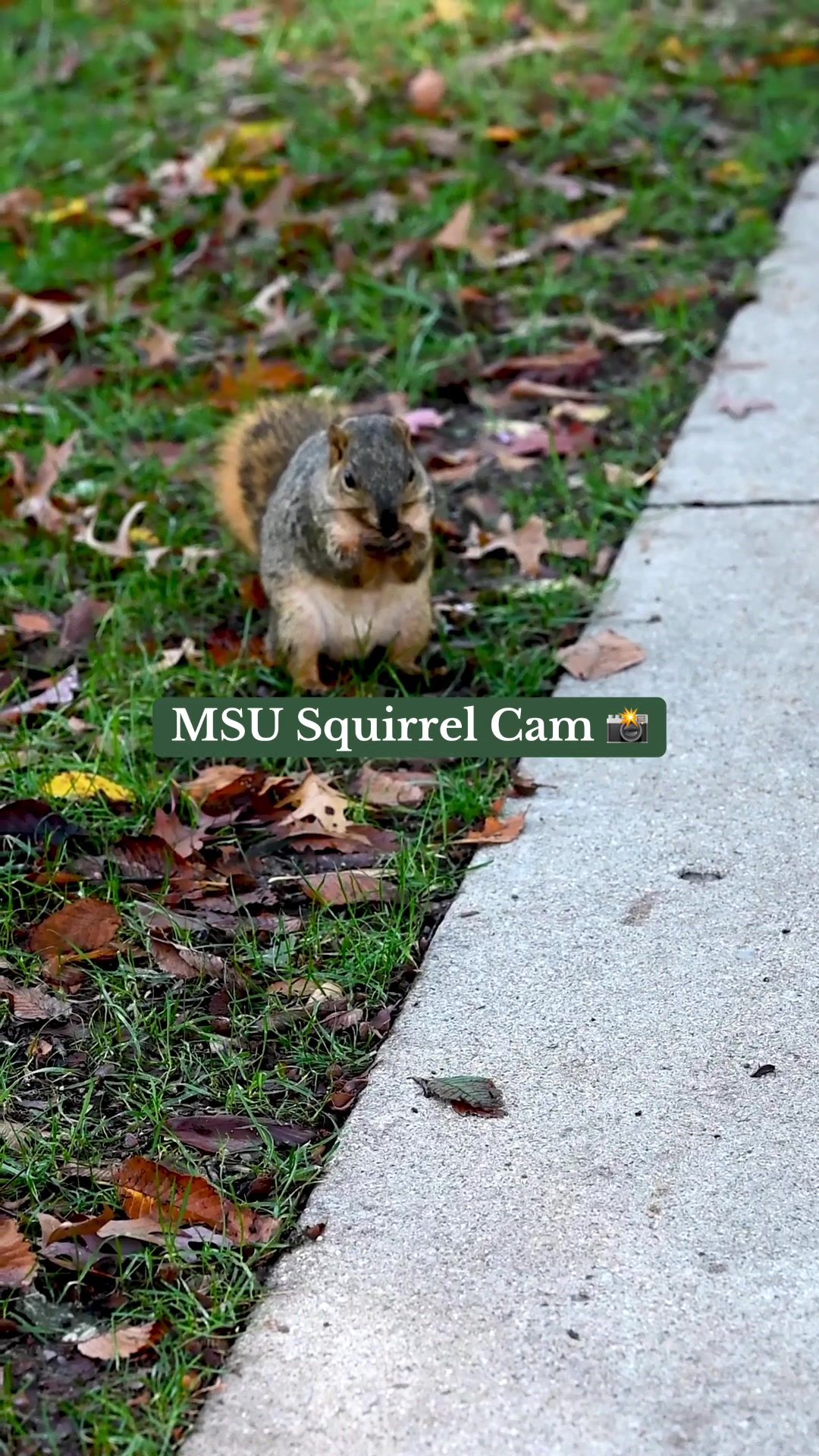 Video post by @michiganstateu on TikTok