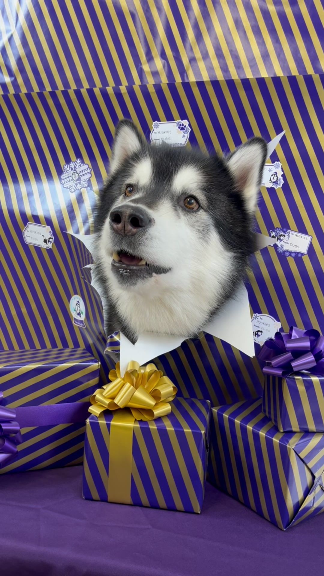 Video post by @uwathletics on TikTok