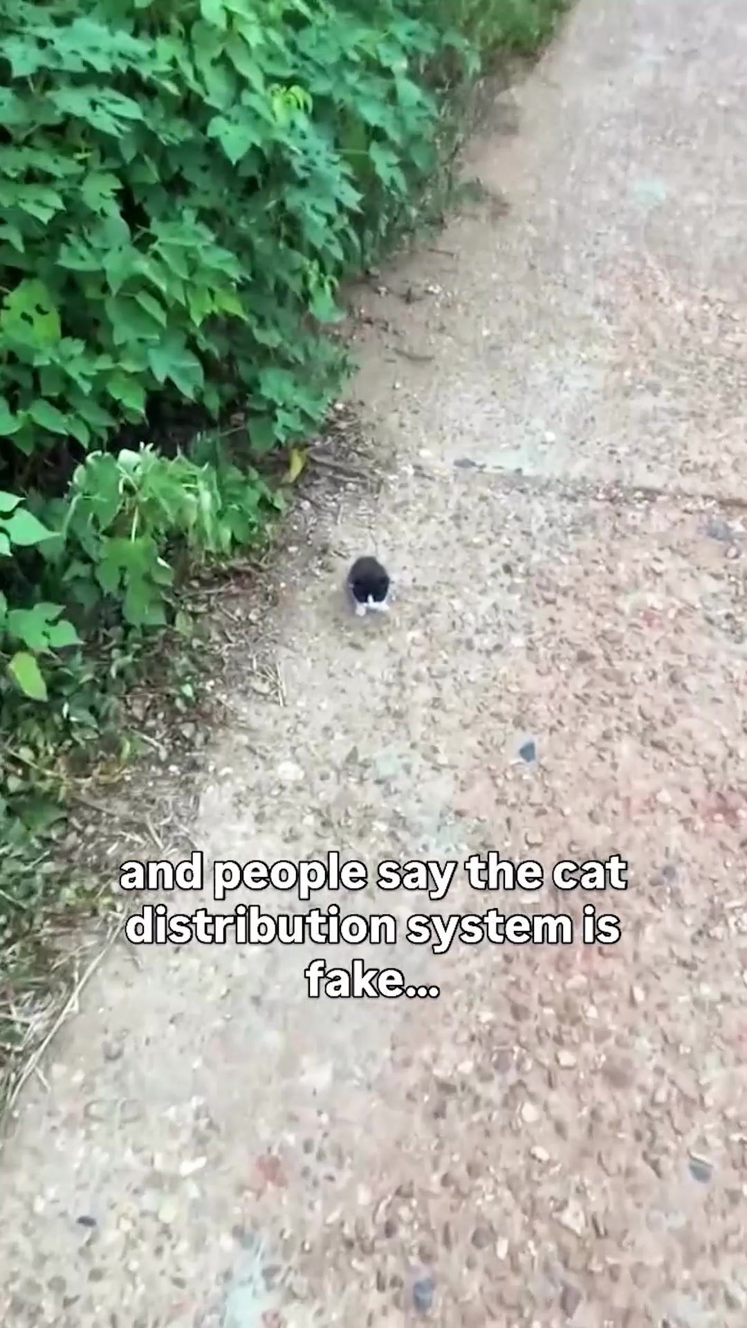 Video post by @elgatozz_ on TikTok