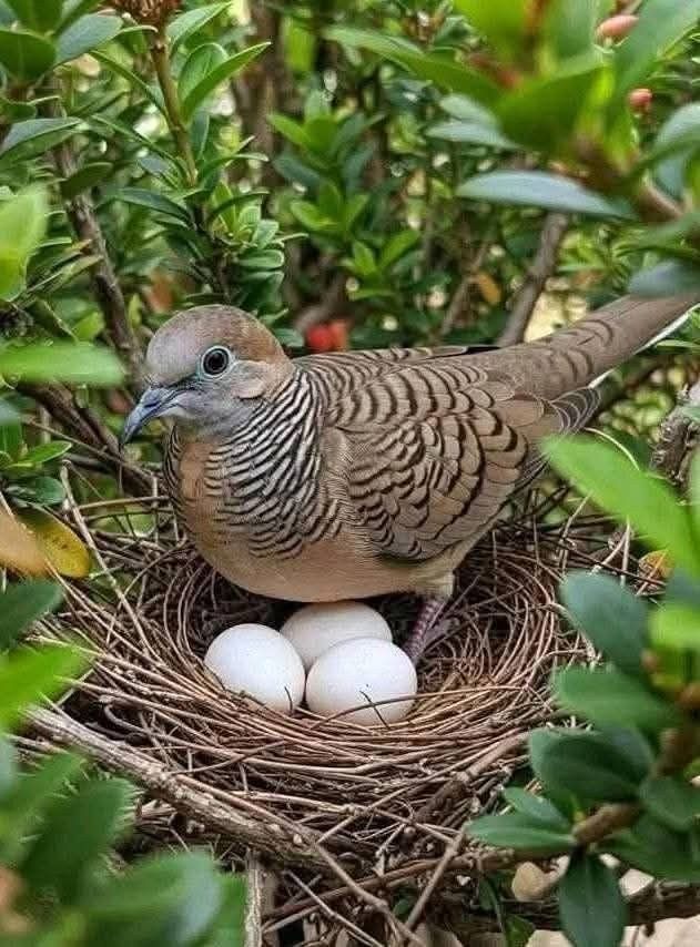 Image post by @joselonazarenopena on Facebook