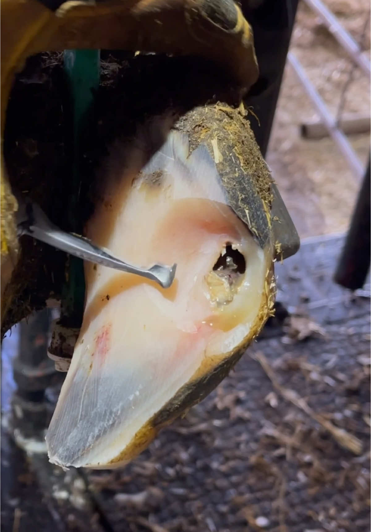 Video post by @natethehoofguy on TikTok