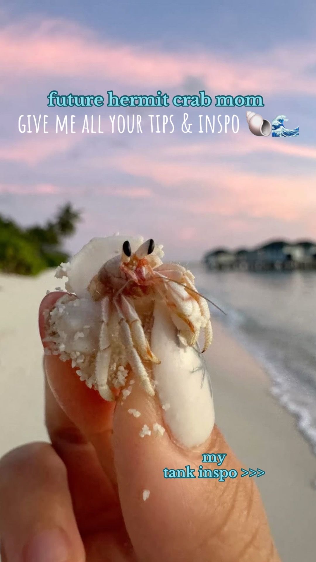 Video post by @littlestpetfarm on TikTok