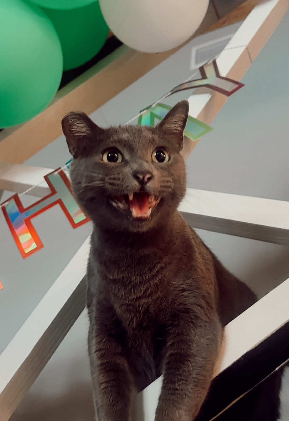 Video post by @littlestpetfarm on TikTok