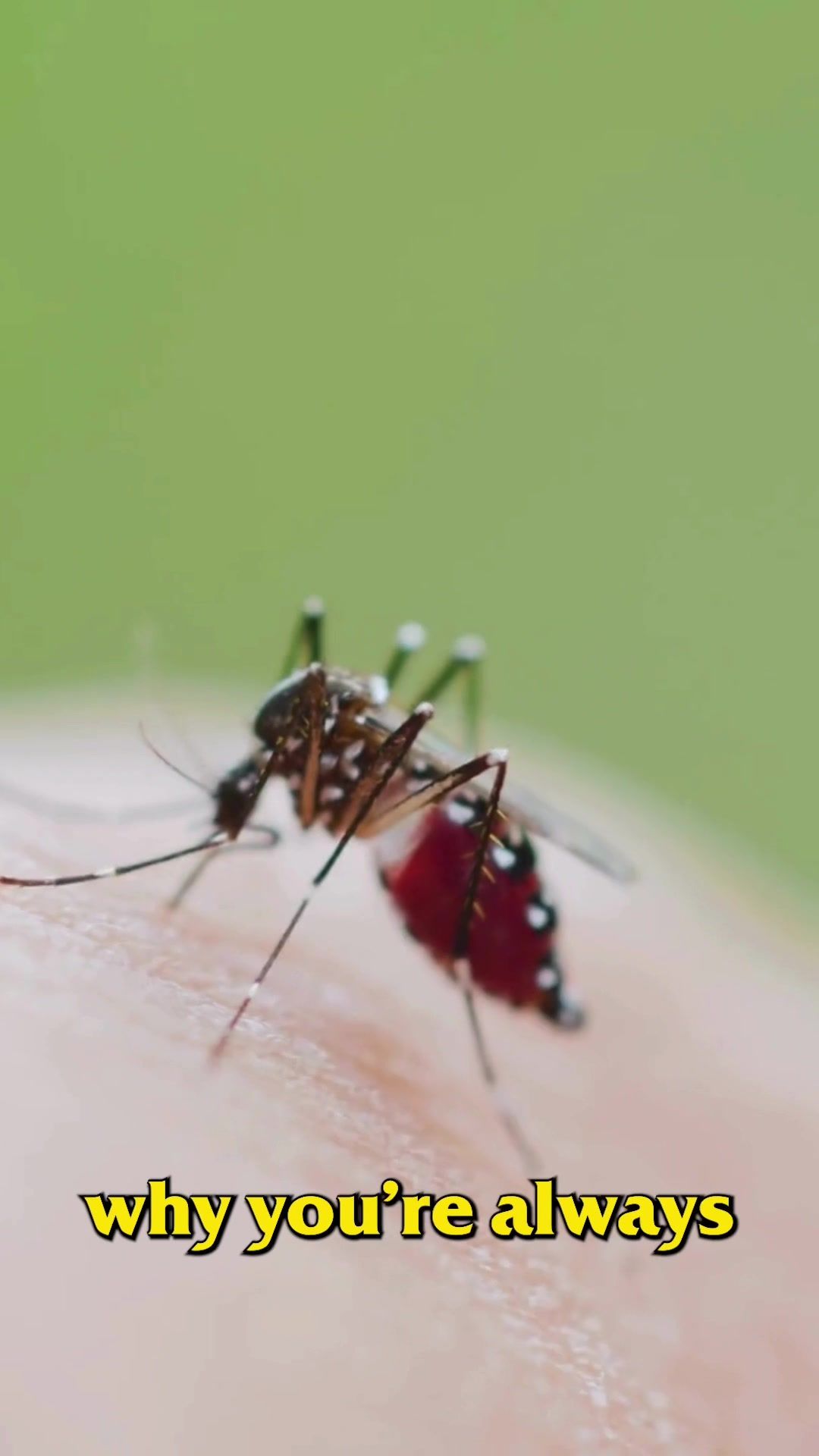 Video post by @bugbustersusa on TikTok