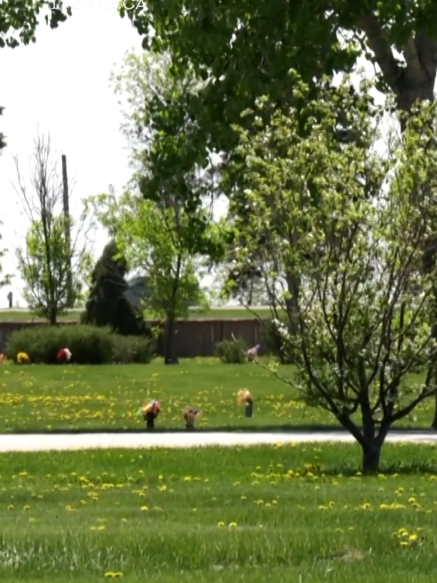 Video post by @ctvnews on TikTok