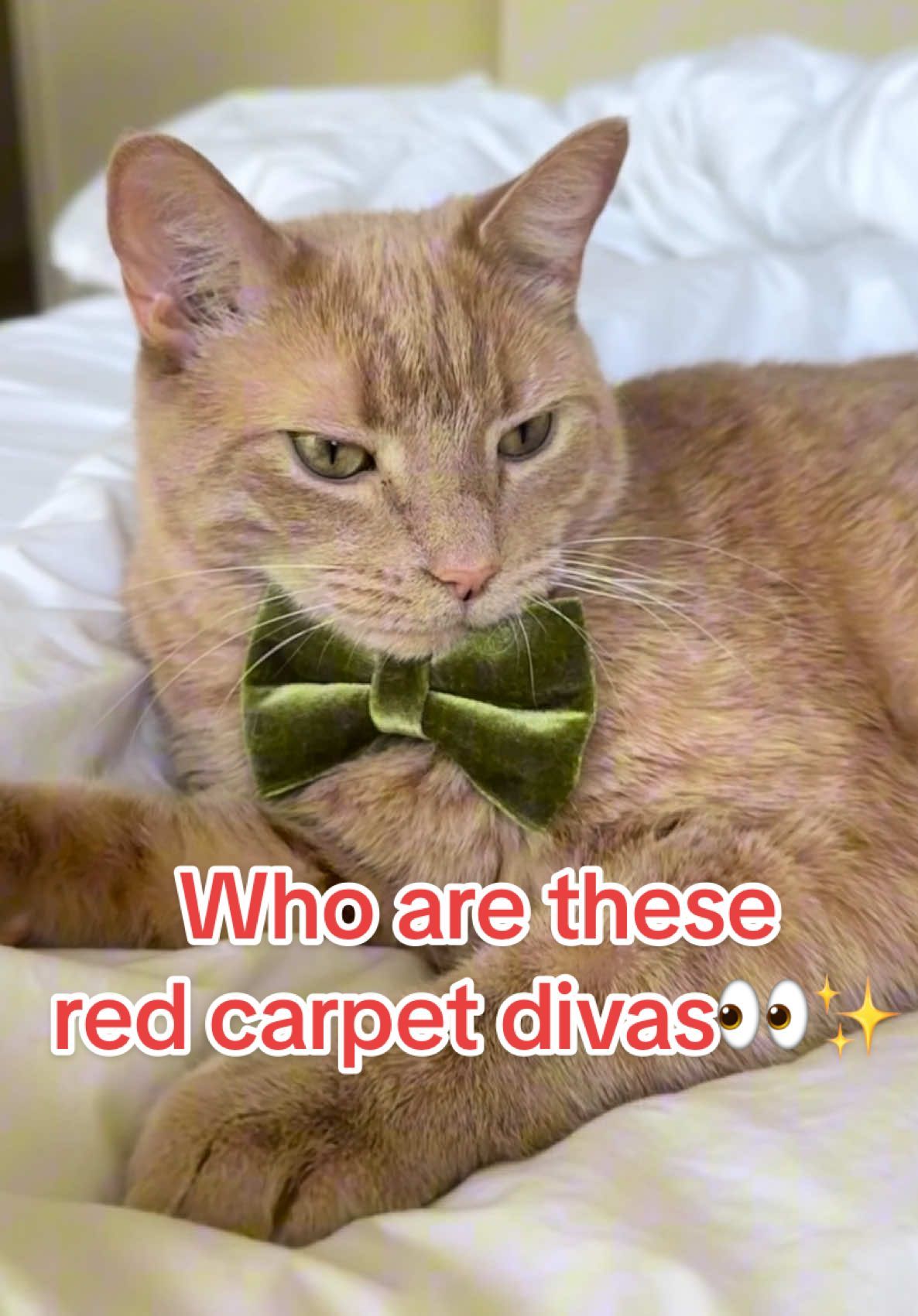 Video post by @petsmart on TikTok